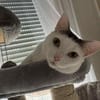 Kisa sucht neues Zuhause