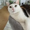 Kisa sucht neues Zuhause
