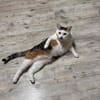 Kisa sucht neues Zuhause
