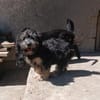 Meny sucht ein neues Zuhause