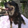 TASHI 🐾❤ 35-38cm, ruhig, liebenswert