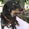 TASHI 🐾❤ 35-38cm, ruhig, liebenswert