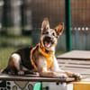 Liebevolles Zuhause für Deya gesucht