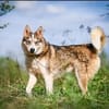KAI - ein Bild von einem Hund