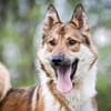 KAI - ein Bild von einem Hund