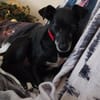 Bella8 sucht ein Zuhause