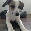 Nala sucht ihr Glück