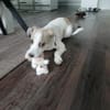 Nala sucht ihr Glück