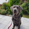 Bandit - Hundekenner aufgepasst!