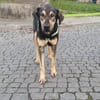Bolt ist endlich in Deutschland!