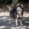 Aris menschenbezogener Huskybub