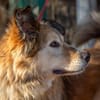 MAX - freundlich, loyal, wunderschön