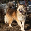 MAX - freundlich, loyal, wunderschön