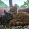 Chuck & Hank zwei liebevolle Kater