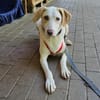 Bodhi wartet im Tierheim Sulzbach