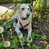 Bodhi wartet im Tierheim Sulzbach