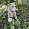 Bodhi wartet im Tierheim Sulzbach