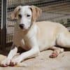 Bodhi wartet im Tierheim Sulzbach