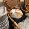 Ruhiger Schmusekater Fer