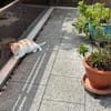 Ruhiger Schmusekater Fer