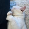 Ruhiger Schmusekater Fer