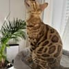 Taiga sucht neues Zuhause