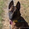 Stella ist sportlich und intelligent