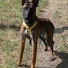 Stella ist sportlich und intelligent
