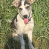 Benji - sanfter Junghund mittelgroß lieb