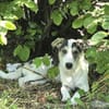 Benji - sanfter Junghund mittelgroß lieb