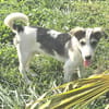 Benji - sanfter Junghund mittelgroß lieb
