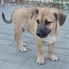 Ricco kleiner Schatz sucht ein Zuhause