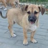 Ricco kleiner Schatz sucht ein Zuhause