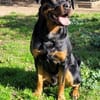 Ares