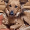 Traumhund sucht tolles Zuhause!