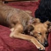 Traumhund sucht tolles Zuhause!