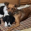Traumhund sucht tolles Zuhause!