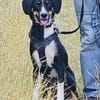 Kiro ein toller Appenzeller Mix