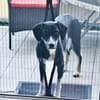 Kiro ein toller Appenzeller Mix