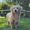 Hübscher Rio wartet in Illschwang!