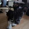 Benni, intelligenter Welpe sucht Zuhause