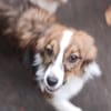 Lilli🧡🧡🧡schönes Plätzchen gesucht