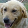 Dina - Familienhund