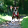 lustiges, kleines Kerlchen -Percy-