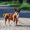 lustiges, kleines Kerlchen -Percy-