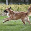 Traum Familienhund
