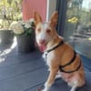 Wuschelmaus Estrelinha