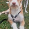 Wuschelmaus Estrelinha