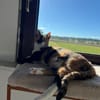 Cookie aus dem Tierschutz