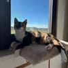Cookie aus dem Tierschutz